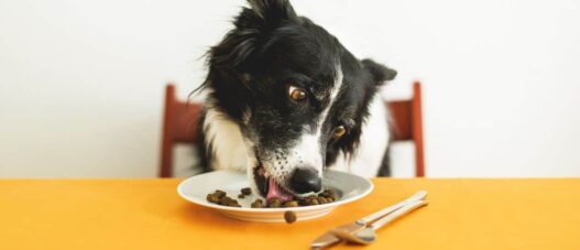 Nantes : Où manger avec son chien