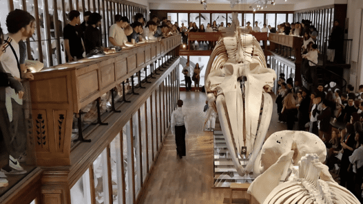 Le muséum d'histoire naturelle fête ses 150 ans à Nantes