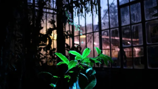 Noël au Palmarium