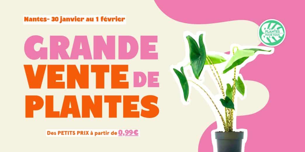 Plantes d'intérieur, vente de plantes, grand choix de végétaux, promotion plantes Nantes.