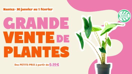 Plantes d'intérieur, vente de plantes, grand choix de végétaux, promotion plantes Nantes.
