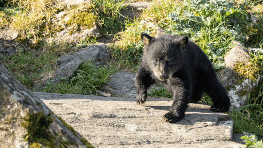 Deux bébés oursons à Planète Sauvage à côté de Nantes © Julien Bourasseau
