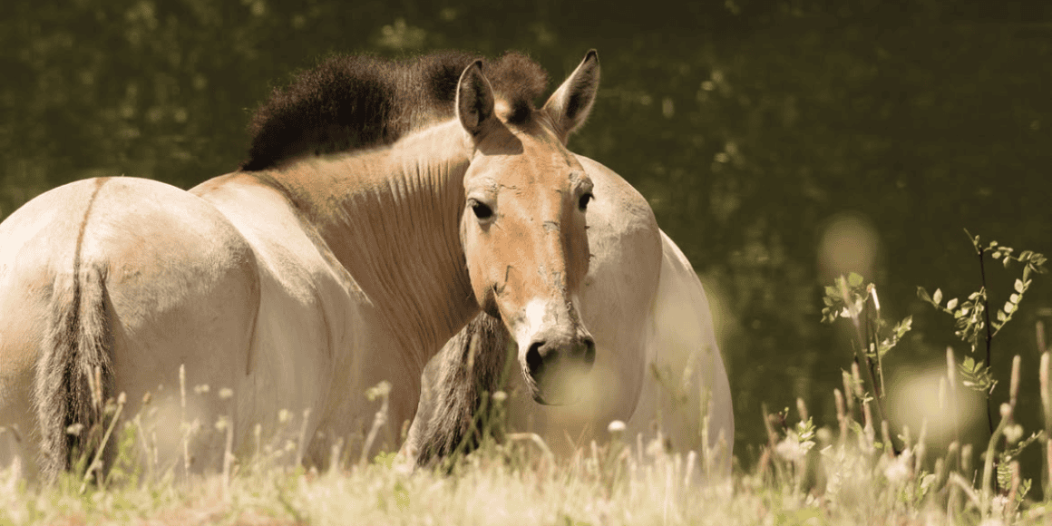 Les chevaux de Przewalski a Planete Sauvage