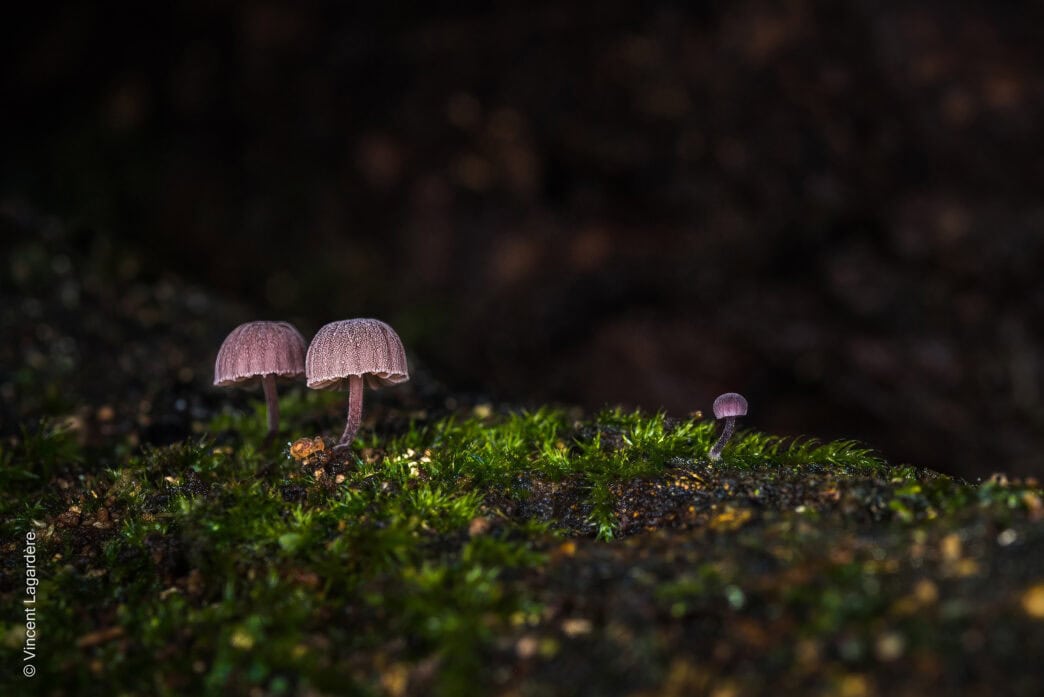 Le visiteur - Mycena meliigena - Mycène corticole