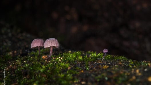 Le visiteur - Mycena meliigena - Mycène corticole