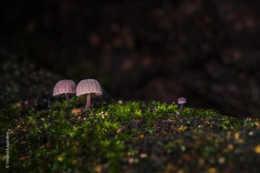 Le visiteur - Mycena meliigena - Mycène corticole