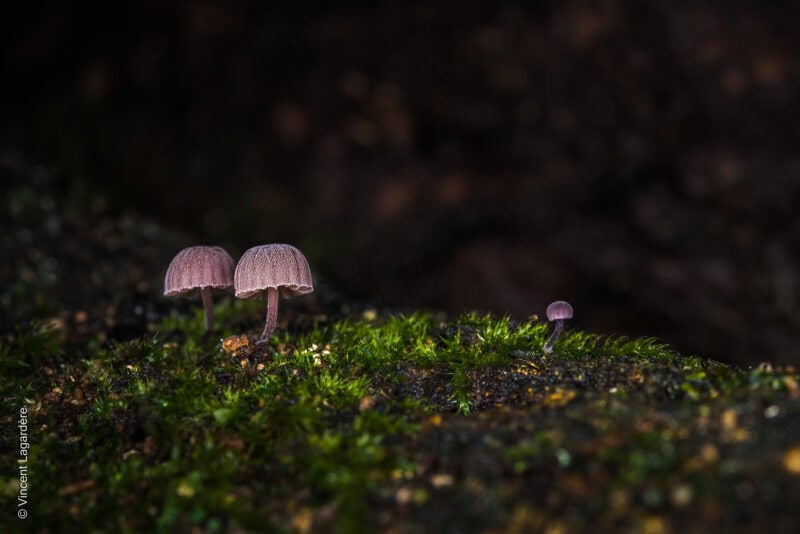 Exposition en plein air : Histoires de champignons