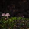 Le visiteur - Mycena meliigena - Mycène corticole