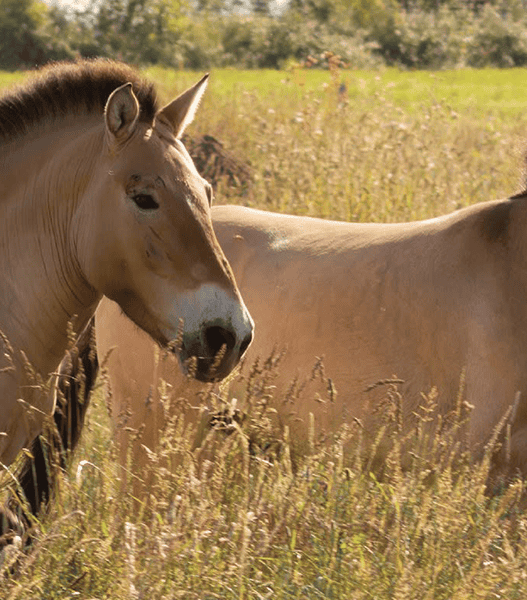Ces animaux en voie de disparition dans ce parc zoologique près de Nantes