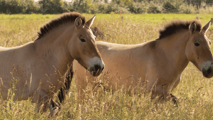 Ces animaux en voie de disparition dans ce parc zoologique près de Nantes