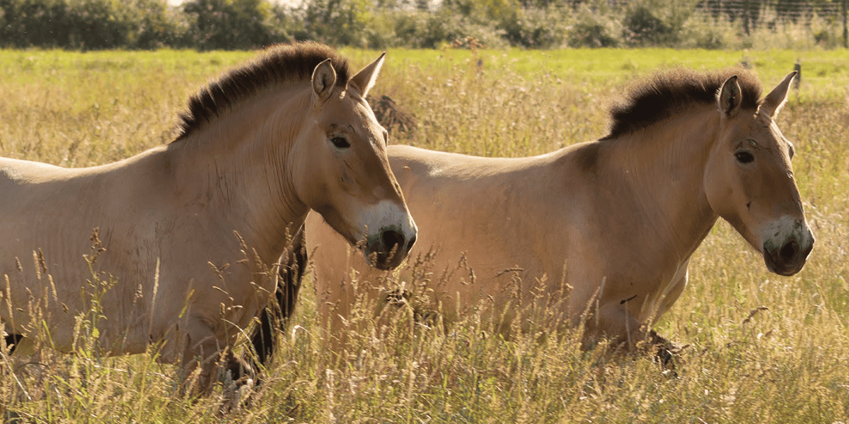 Ces animaux en voie de disparition dans ce parc zoologique près de Nantes