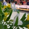 Fête à la Grenouille à Basse Goulaine