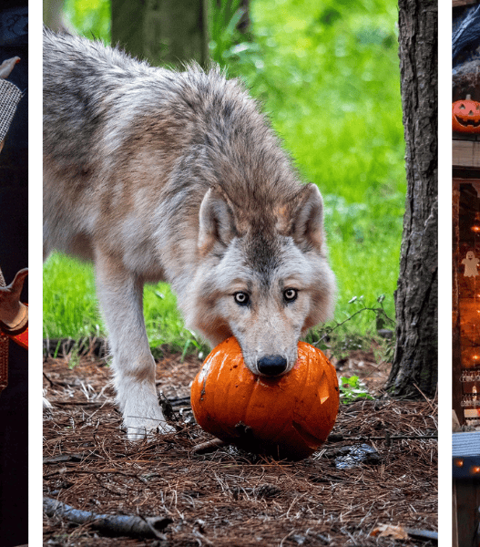 Halloween à Legendia Parc à Frossay près de Nantes
